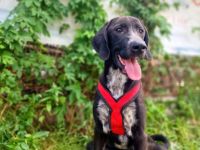 Aktiver Jagdhundmix Carry