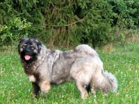 Wurfankündigung Kaukasischer Owtscharka Maremmano Abbruzzese