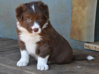 Familienfreundliche Border Collie Welpen