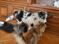 Reinrassiger Border Collie Welpe