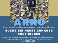 Arno sucht neues Zuhause ohne Kinder