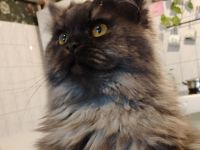 Langhaarkätzchen mit Papieren