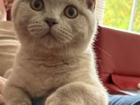 BKH Kitten mit Stammbaum auszugsbereit 2x geimpft