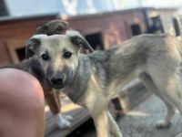 Yuki sucht sein Für-immer-Zuhause