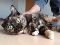 Lucia braucht ein Zuhause mit viiiielen Streicheleinheiten und Katzenkumpels