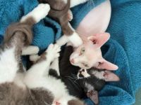 Verkauf: 2 liebevolle Sphynx-Katzen - nur im Doppelpack