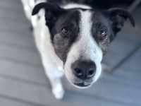 Cersei sucht Familienanschluss