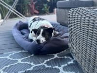 Cersei sucht Familienanschluss