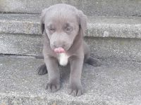 Aussidor Welpen abzugeben