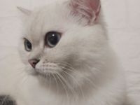 Britischkurzhaar Katze 2 Jahre jung sucht ein liebevolles zuhause