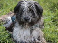 Agathe sucht ihr liebevolles Zuhause