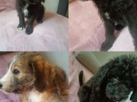 Zauberhafte Königspudel Mixe 😍