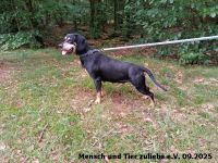 Babsi, sucht Menschen mit Hundeverstand