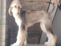 Afghanischer Windhund welpen