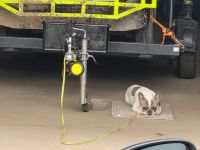Französische bulldogge
