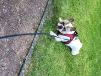 Französische bulldogge