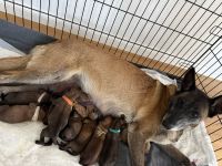 Süße Malinois Welpen