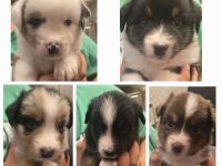 Austrailian Shepherd Welpen