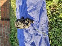 Cane Corso/Saupacker welpen