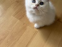 BKH Kitten mit Stammbaum. Britisch Kurzhaar Seal silver shaded point,ns 11 33