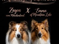 Wurfankündigung Oktober 25