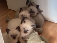 Liebe volle und verpielte Samtpfötchen ( Siam Kitten ) suchen liebe volles Zuhause