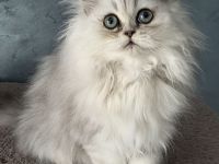Reinrassiges Perserkätzchen chinchilla