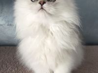 Reinrassige Perserbabys chinchilla,  Perserkitten,  Perserkätzchen