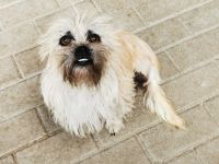 Zara, Terriermix, geb. 2020, aktive, aufgeweckte 3 beinige Handicap Hündin sucht Familie