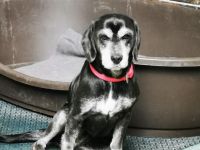 Dita, Cockerspaniel -Beaglemix, geb. 2015, super brave Seniorin mit gesundheitlichen Einschränkungen