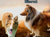 Amerikanische Collie Welpen Wurfankündigung Winter 25