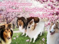 Amerikanische Collie Welpen April/Mai Wurfankündigung 2026