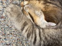 Verkaufe ein Katzen kitten