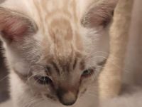 Bengal kitten bereit für neues Zuhause ❤️