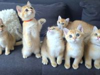 Zwei bkh Bärchen mit Stammbaum suchen noch ihr für immer zuhause