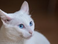 Besondere Katze - Raum Nürnberg