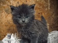 Maine Coon Kitten mit Stammbaum