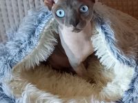 Deckkater Sphynx Elf