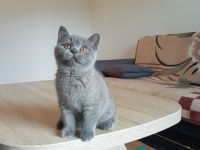 BKH-Kitten in blue und blue-tortie ( Stammbaum)!