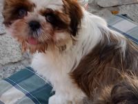 Shih tuz sucht ein zuhause