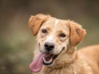 Jersey: liebe Hundedame sucht ihre Familie