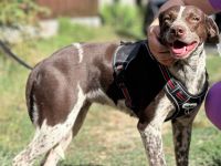 Lora wünscht sich ein liebevolles Zuhause