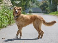 Foxy: wunderschönes Hundemädel sucht eine eigene Familie