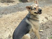 Ares mit tollen Augen sucht ein aktives Zuhause