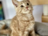 Maine Coon Große Linie 3 Jungs reinrassig