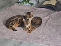 Bengalkatzen abzugeben