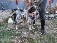 Hingucker Jonte sucht seine Familie