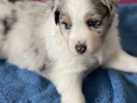 Traumhafte Australian Shepherd Welpen gelandet