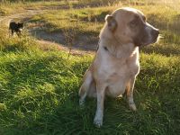 Mittelasiatischer Owtscharka, Alabai.