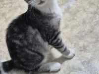 Maine Coon - EKH - Mix